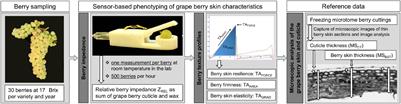 Towards Sensor-Based Phenotyping of Physical Barriers of Grapes to Improve Resilience to Botrytis Bunch Rot